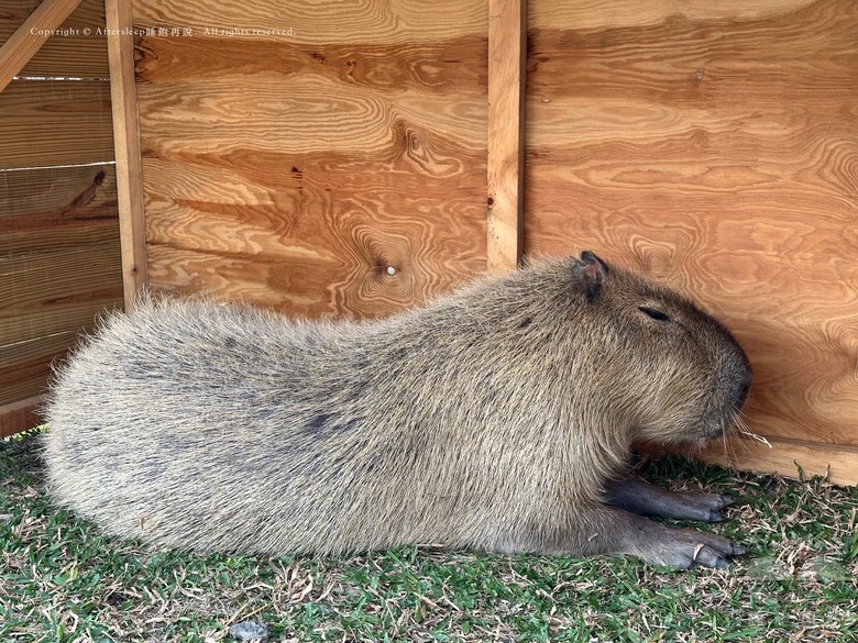 屏東恆春｜墾丁鹿ㄦ島水豚生態園區 Paradise of capybara ＿近距離看到水豚還可以一起游泳／親子放電的療癒好地方