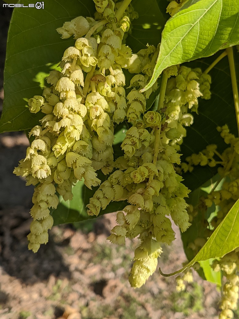 紅花風鈴木+非洲芙蓉 台南市仁德區仁德滯洪池 01/18