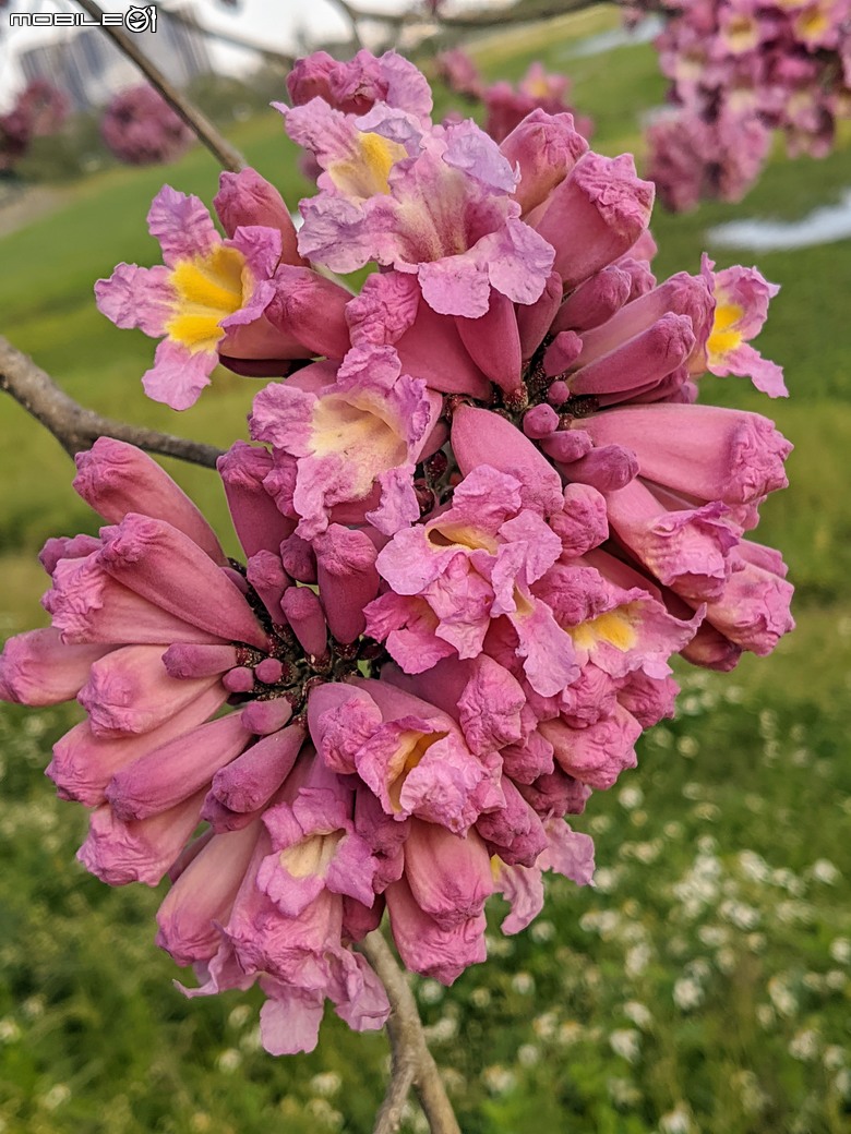 紅花風鈴木+非洲芙蓉 台南市仁德區仁德滯洪池 01/18