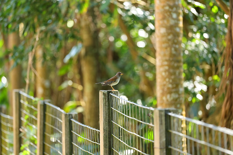 點我看大圖 Canon RF 70-200mm f/2.8L IS USM Z 評測報告|全能望遠變焦神鏡、7.5 級防手震超有感!