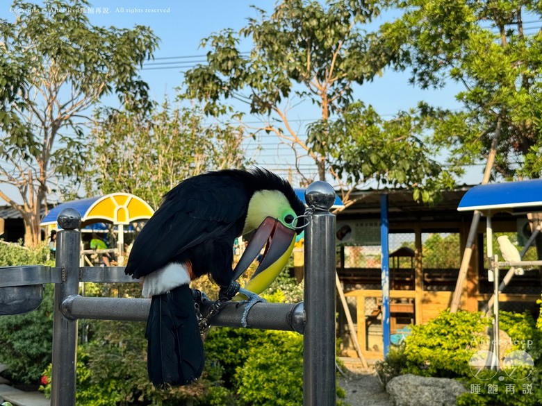 高雄梓官｜嘎逼&牛奶互動園區＿近距離與水豚、狐獴互動親子景點
