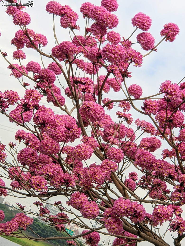 紅花風鈴木+非洲芙蓉 台南市仁德區仁德滯洪池 01/18