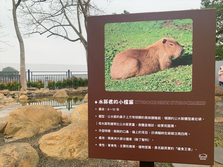點我看大圖 許多可愛的超萌小動物,有超人氣的水豚君、笑笑羊,可以零距離和牠們互動