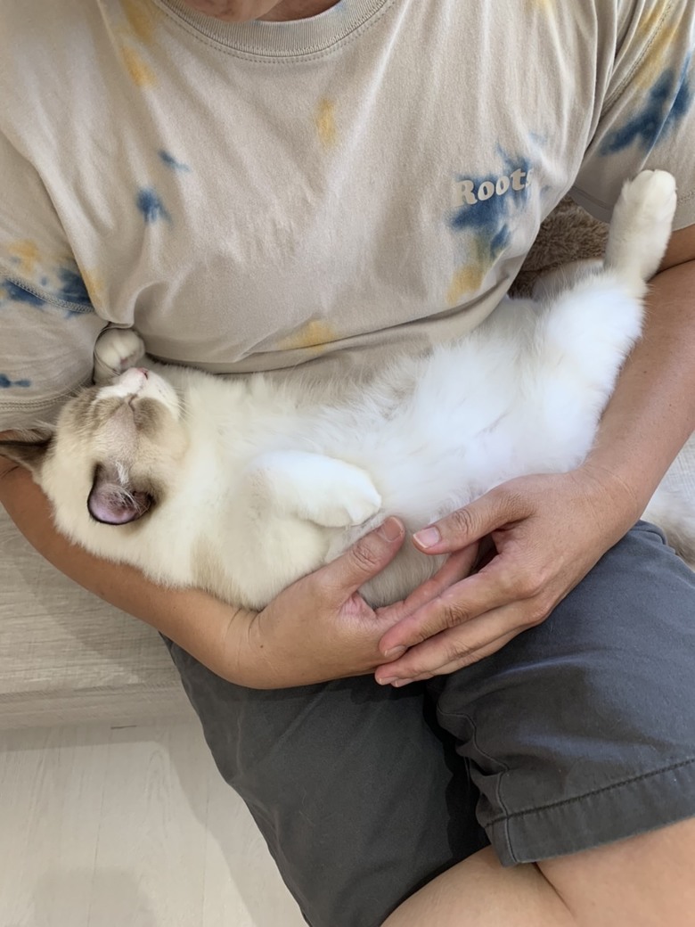 分享貓咖啡廳
