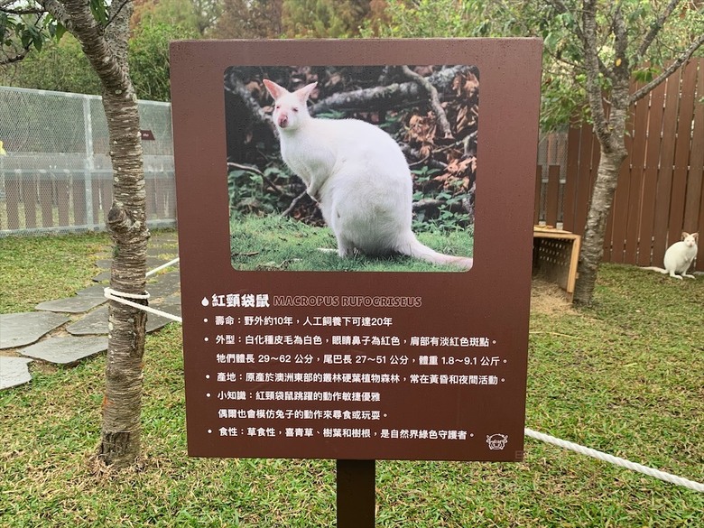 點我看大圖 許多可愛的超萌小動物,有超人氣的水豚君、笑笑羊,可以零距離和牠們互動