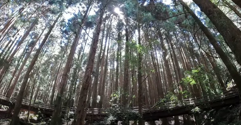 超優美的特富野古道，一定要來一次！！！由自忠進、特富野出！