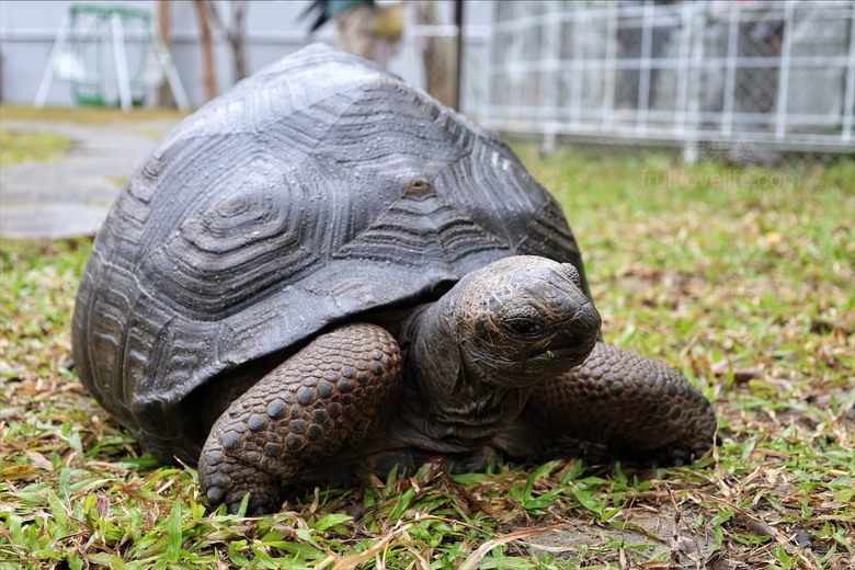 點我看大圖 許多可愛的超萌小動物,有超人氣的水豚君、笑笑羊,可以零距離和牠們互動