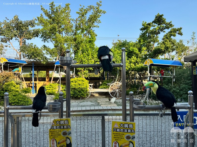 高雄梓官｜嘎逼&牛奶互動園區＿近距離與水豚、狐獴互動親子景點