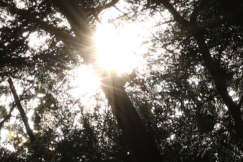 Canon RF 70-200mm f/2.8L IS USM Z 評測報告｜全能望遠變焦神鏡、7.5 級防手震超有感！