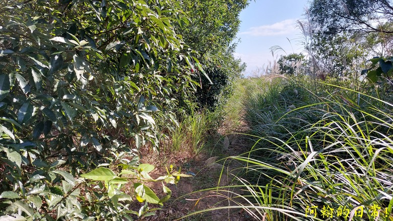 【桃園郊山】桃園的知名後花園 虎頭山公園|桃園神社|尋 曾經的小百岳 - 虎頭山三角點