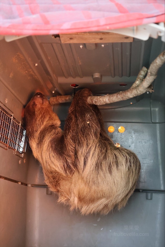 點我看大圖 許多可愛的超萌小動物,有超人氣的水豚君、笑笑羊,可以零距離和牠們互動