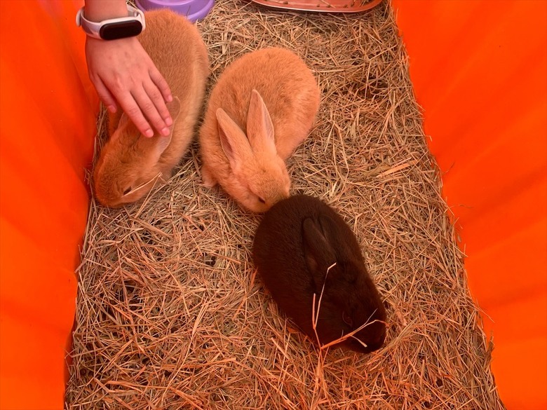 點我看大圖 許多可愛的超萌小動物,有超人氣的水豚君、笑笑羊,可以零距離和牠們互動