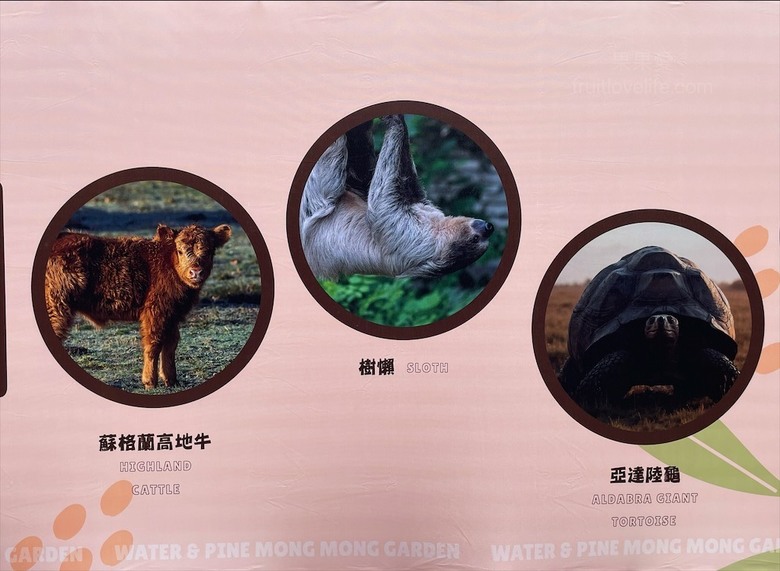 點我看大圖 許多可愛的超萌小動物,有超人氣的水豚君、笑笑羊,可以零距離和牠們互動
