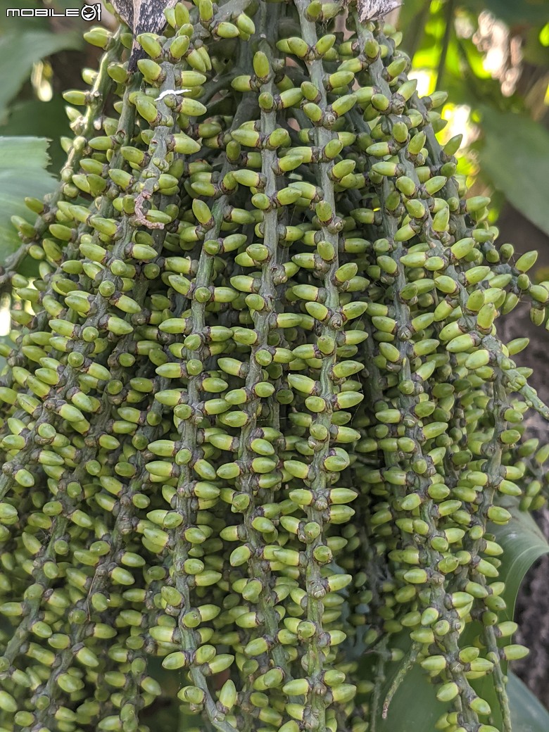 紅花風鈴木+非洲芙蓉 台南市仁德區仁德滯洪池 01/18