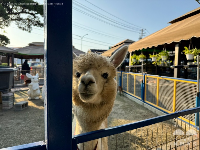高雄梓官｜嘎逼&牛奶互動園區＿近距離與水豚、狐獴互動親子景點