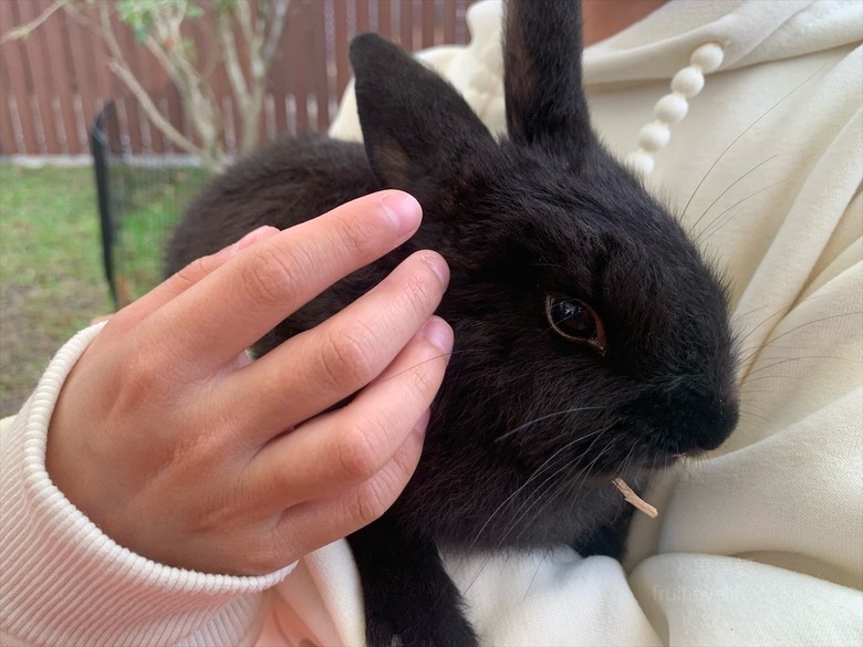 點我看大圖 許多可愛的超萌小動物,有超人氣的水豚君、笑笑羊,可以零距離和牠們互動