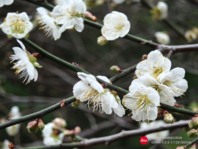 為了LEICA買SHARP R9 Pro