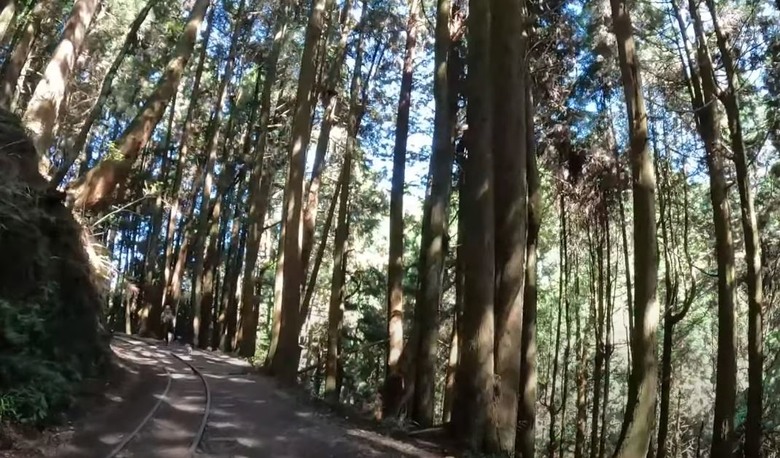 超優美的特富野古道，一定要來一次！！！由自忠進、特富野出！