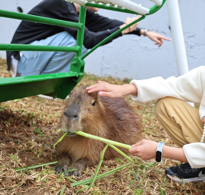 點我看大圖 許多可愛的超萌小動物,有超人氣的水豚君、笑笑羊,可以零距離和牠們互動