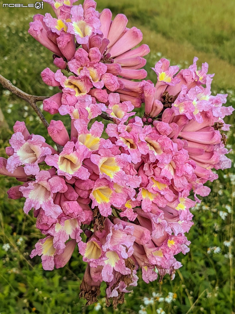紅花風鈴木+非洲芙蓉 台南市仁德區仁德滯洪池 01/18