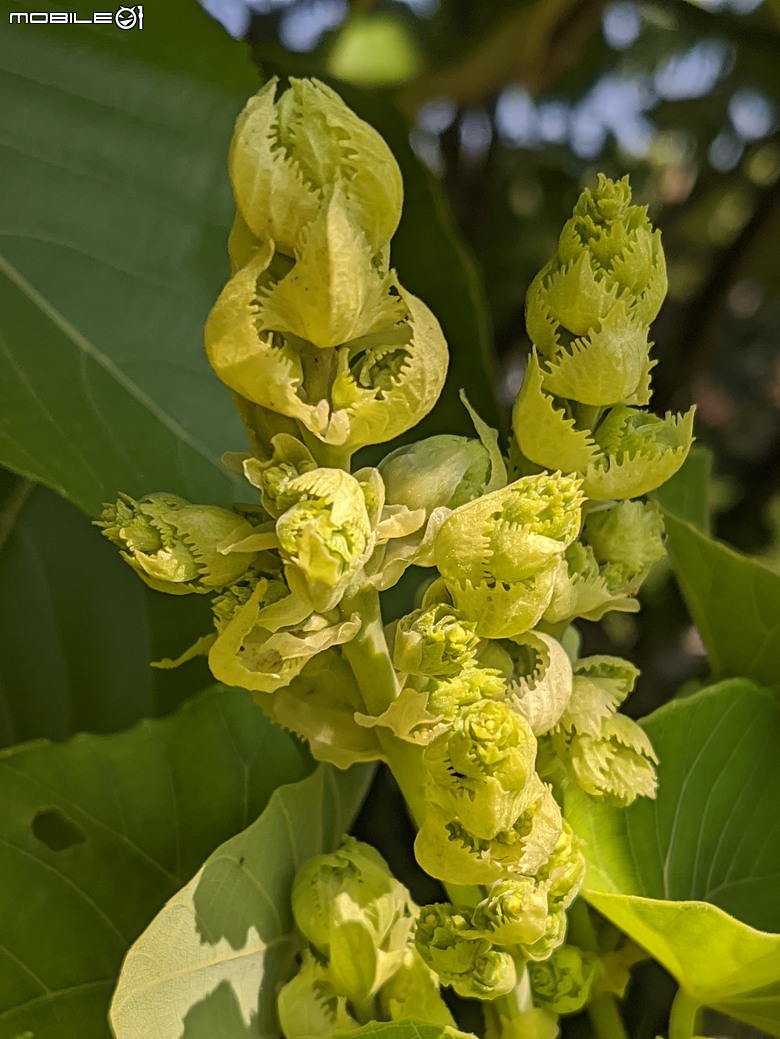 紅花風鈴木+非洲芙蓉 台南市仁德區仁德滯洪池 01/18