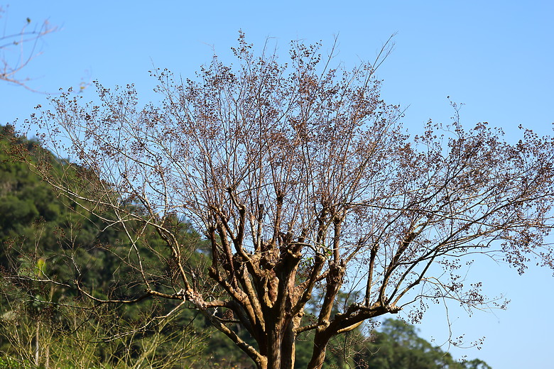 點我看大圖 Canon RF 70-200mm f/2.8L IS USM Z 評測報告|全能望遠變焦神鏡、7.5 級防手震超有感!