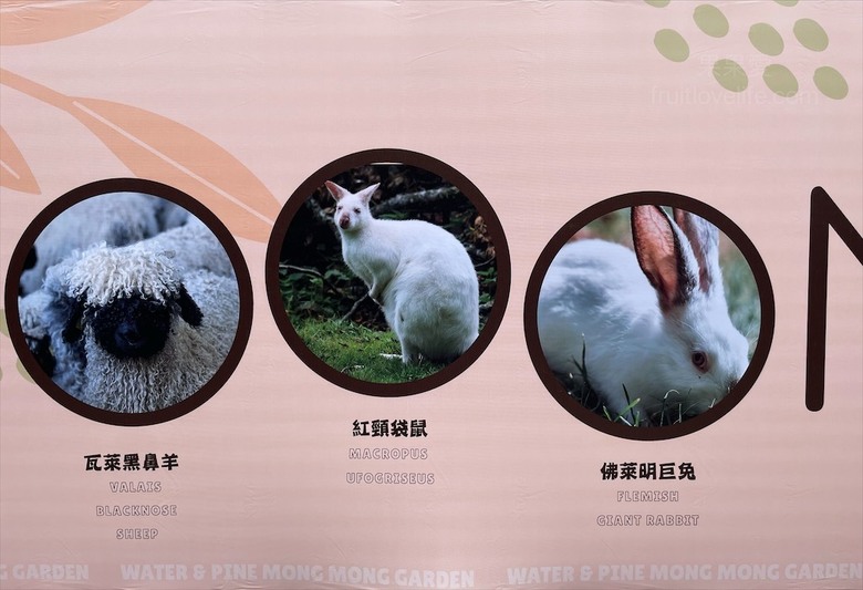 點我看大圖 許多可愛的超萌小動物,有超人氣的水豚君、笑笑羊,可以零距離和牠們互動