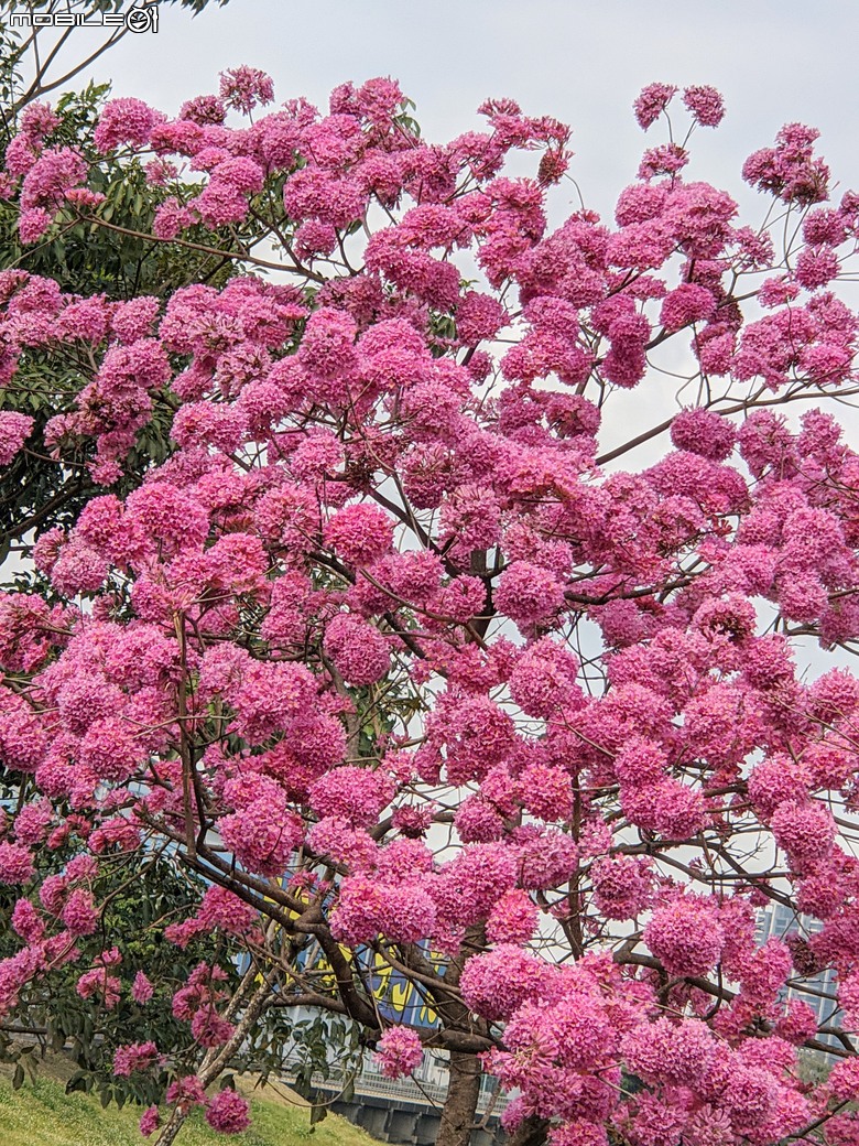 紅花風鈴木+非洲芙蓉 台南市仁德區仁德滯洪池 01/18