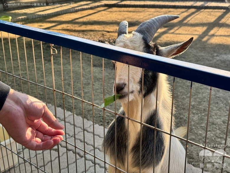 高雄梓官｜嘎逼&牛奶互動園區＿近距離與水豚、狐獴互動親子景點