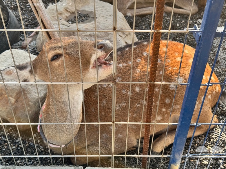高雄梓官｜嘎逼&牛奶互動園區＿近距離與水豚、狐獴互動親子景點