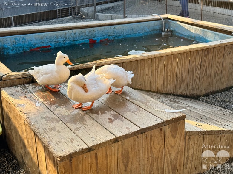 高雄梓官｜嘎逼&牛奶互動園區＿近距離與水豚、狐獴互動親子景點