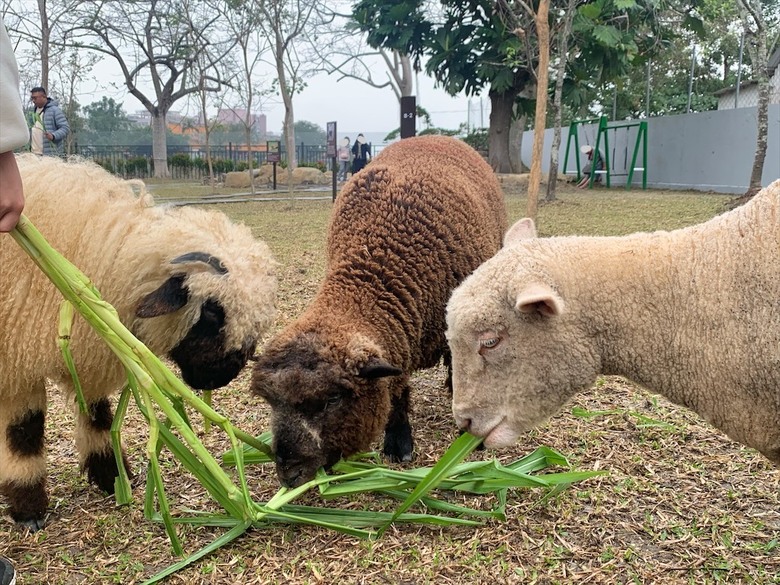 點我看大圖 許多可愛的超萌小動物,有超人氣的水豚君、笑笑羊,可以零距離和牠們互動