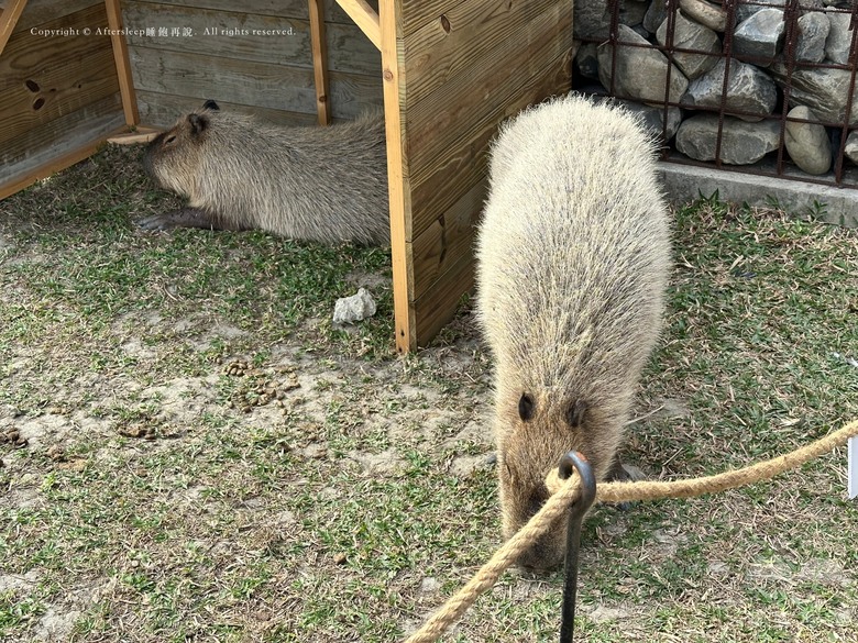屏東恆春｜墾丁鹿ㄦ島水豚生態園區 Paradise of capybara ＿近距離看到水豚還可以一起游泳／親子放電的療癒好地方