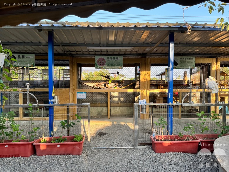 高雄梓官｜嘎逼&牛奶互動園區＿近距離與水豚、狐獴互動親子景點
