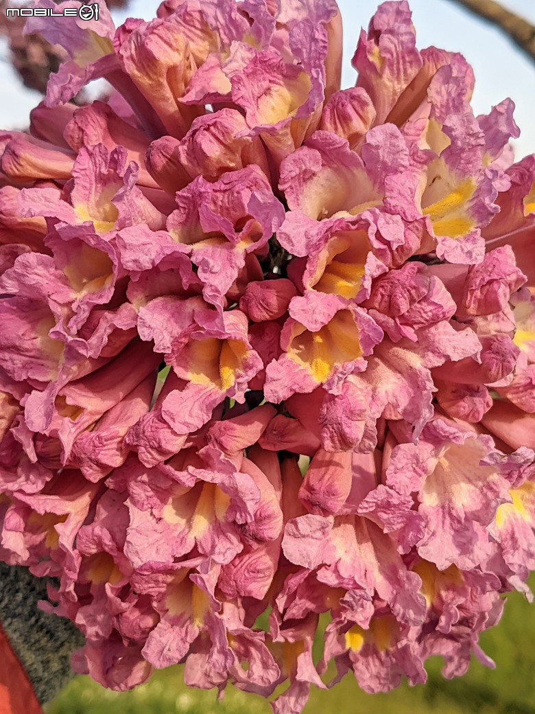 紅花風鈴木+非洲芙蓉 台南市仁德區仁德滯洪池 01/18