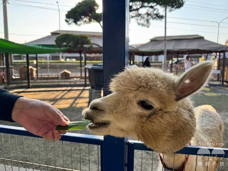 高雄梓官｜嘎逼&牛奶互動園區＿近距離與水豚、狐獴互動親子景點