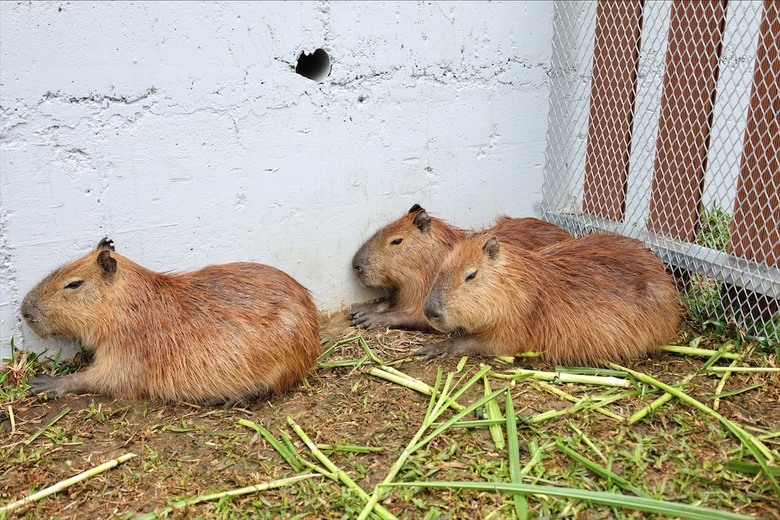 點我看大圖 許多可愛的超萌小動物,有超人氣的水豚君、笑笑羊,可以零距離和牠們互動