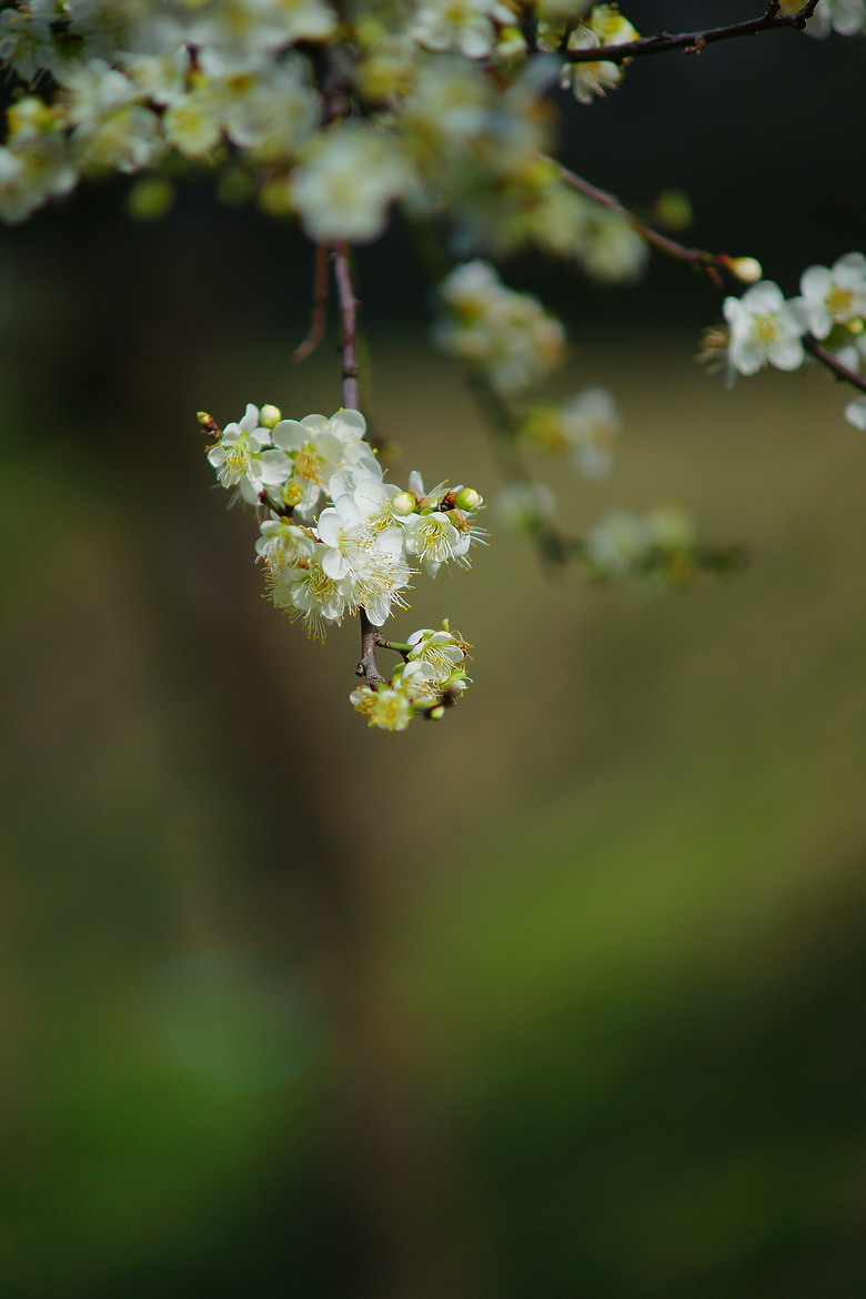 冬寒花開，東門溪