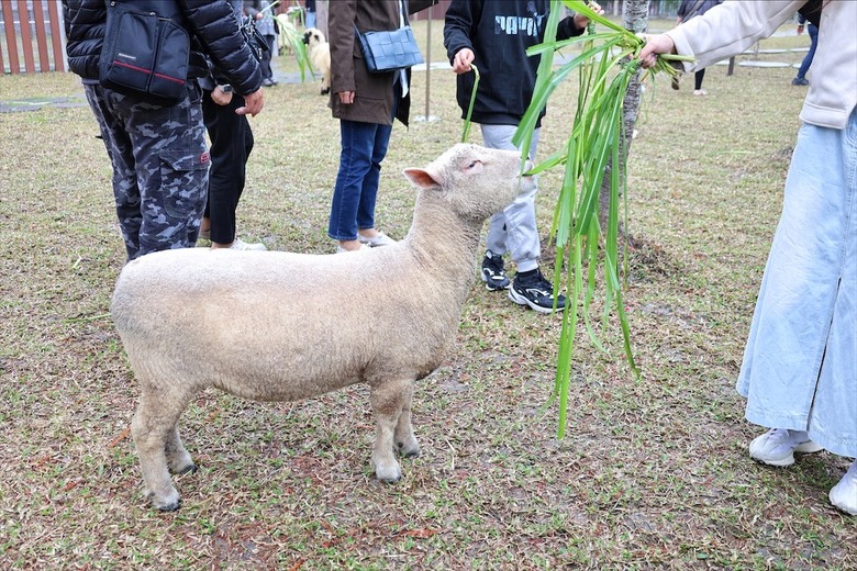 點我看大圖 許多可愛的超萌小動物,有超人氣的水豚君、笑笑羊,可以零距離和牠們互動