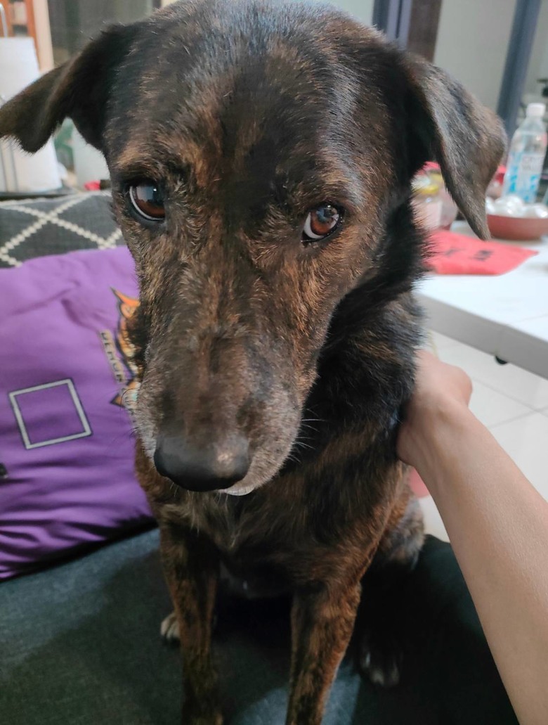 給毛孩的飼料會常換嗎?