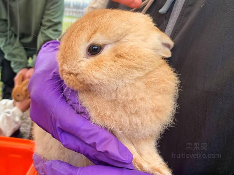 點我看大圖 許多可愛的超萌小動物,有超人氣的水豚君、笑笑羊,可以零距離和牠們互動