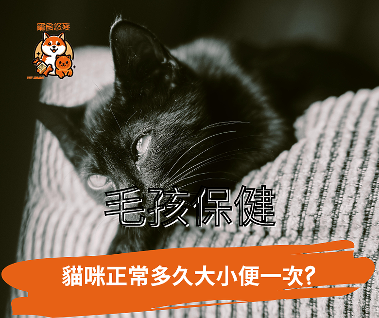 毛孩保健 貓貓正常多久大小便一次?