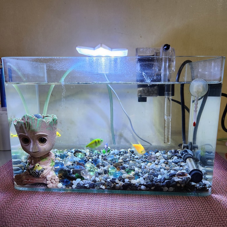 點我看大圖 請問我的磗魚 為什麼突然不吃飼料?