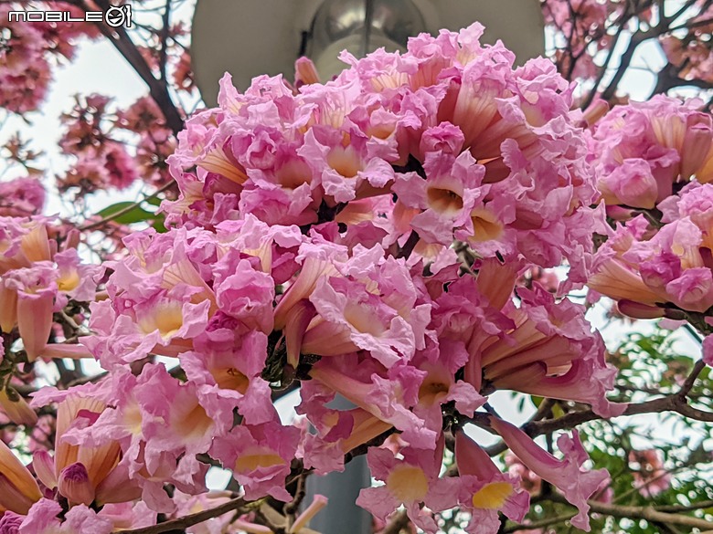 紅花風鈴木 台南市東區中華東路一段平實路口 01/01