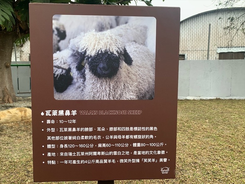 點我看大圖 許多可愛的超萌小動物,有超人氣的水豚君、笑笑羊,可以零距離和牠們互動