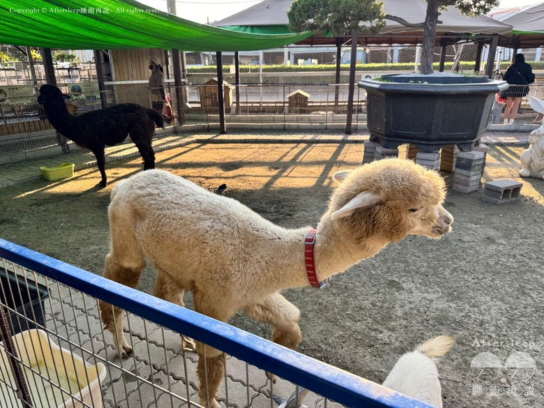 高雄梓官｜嘎逼&牛奶互動園區＿近距離與水豚、狐獴互動親子景點