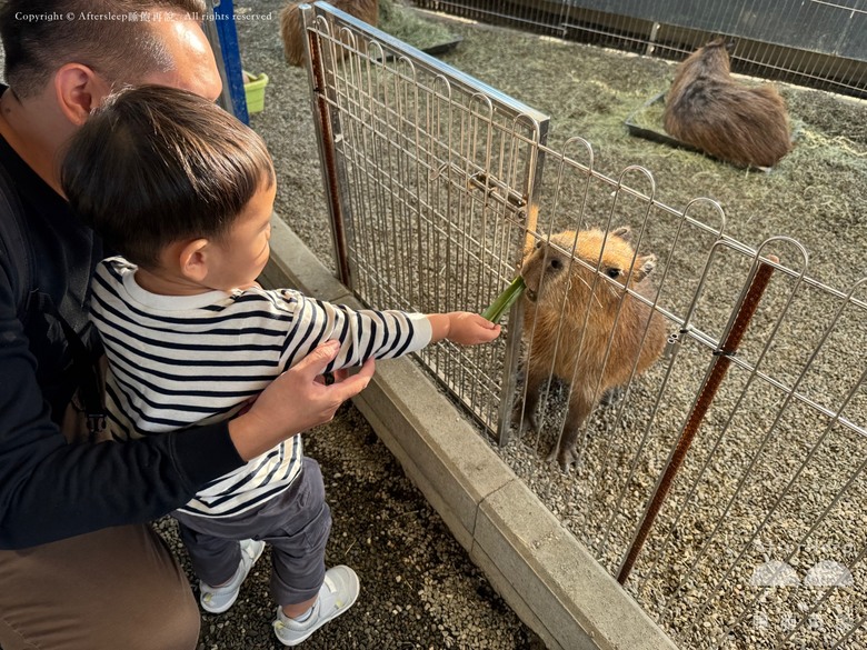 高雄梓官｜嘎逼&牛奶互動園區＿近距離與水豚、狐獴互動親子景點