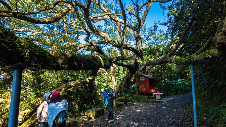 走進樹林秘境：山佳到鶯歌的自然之旅！牛埔山→石灰坑山→鶯歌石 9.45km、4h05m