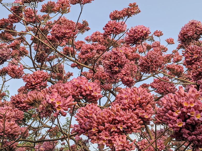 紅花風鈴木+非洲芙蓉 台南市仁德區仁德滯洪池 01/18