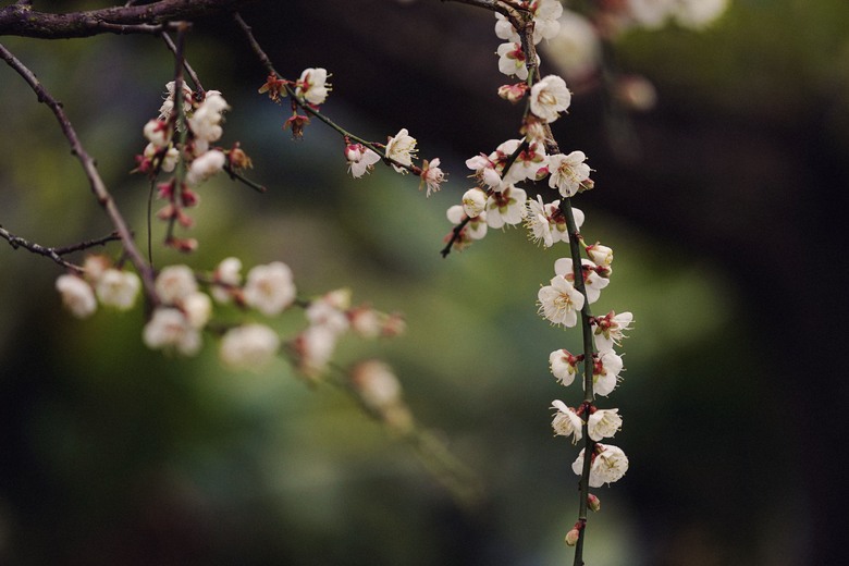 南投信義鄉 蔡家古厝梅園